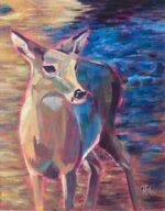 Doe standing in creek bathed in light